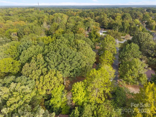 a view of a forest with a tree