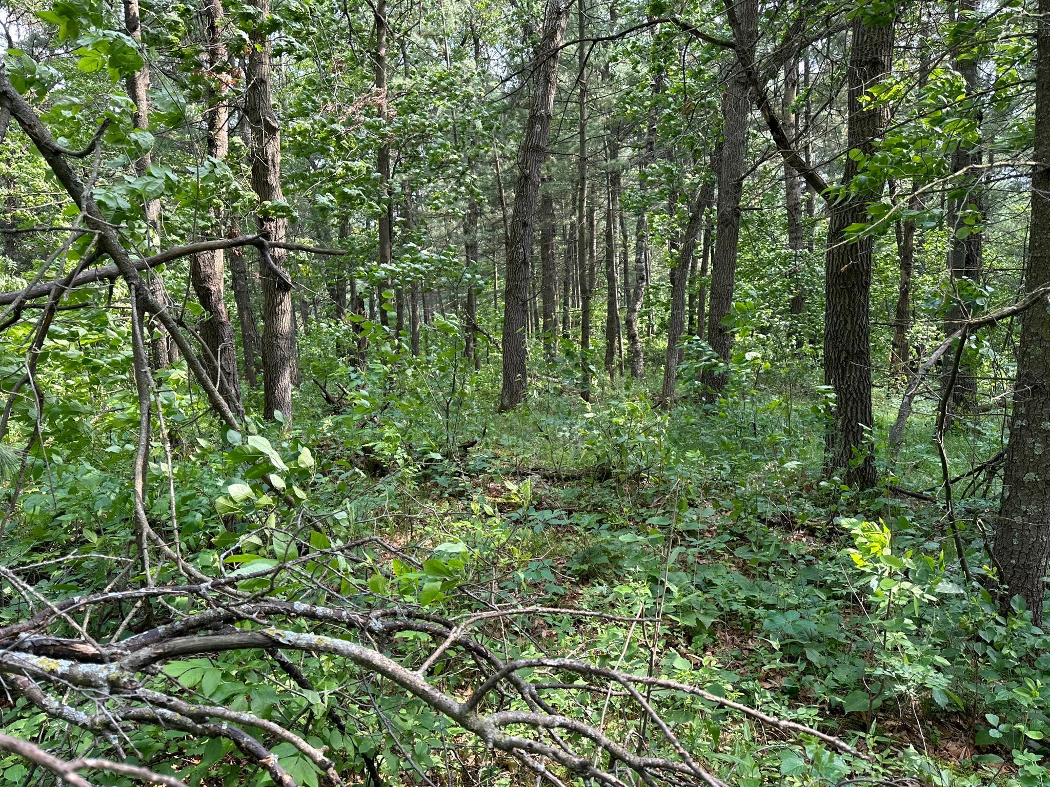 Tbd Ode Circle Browerville, MN 56438 - Photo 12 of 16