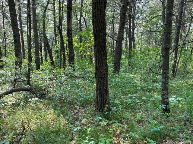 $19,900 | Tbd Ode Circle, Browerville, MN 56438