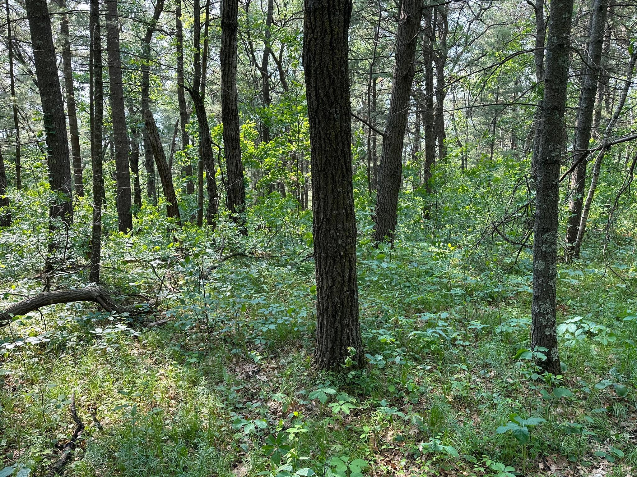 Tbd Ode Circle Browerville, MN 56438 - Photo 8 of 16