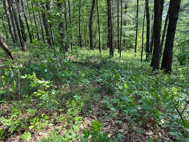 $19,900 | Tbd Ode Circle, Browerville, MN 56438