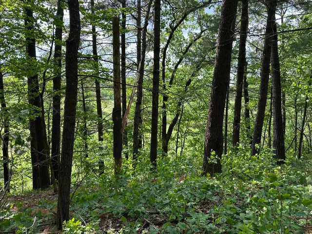 $19,900 | Tbd Ode Circle, Browerville, MN 56438