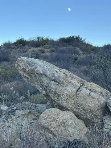 an aerial view of houses covered in trees