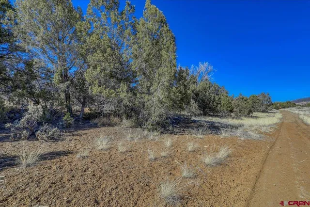 a view of a dry yard with trees