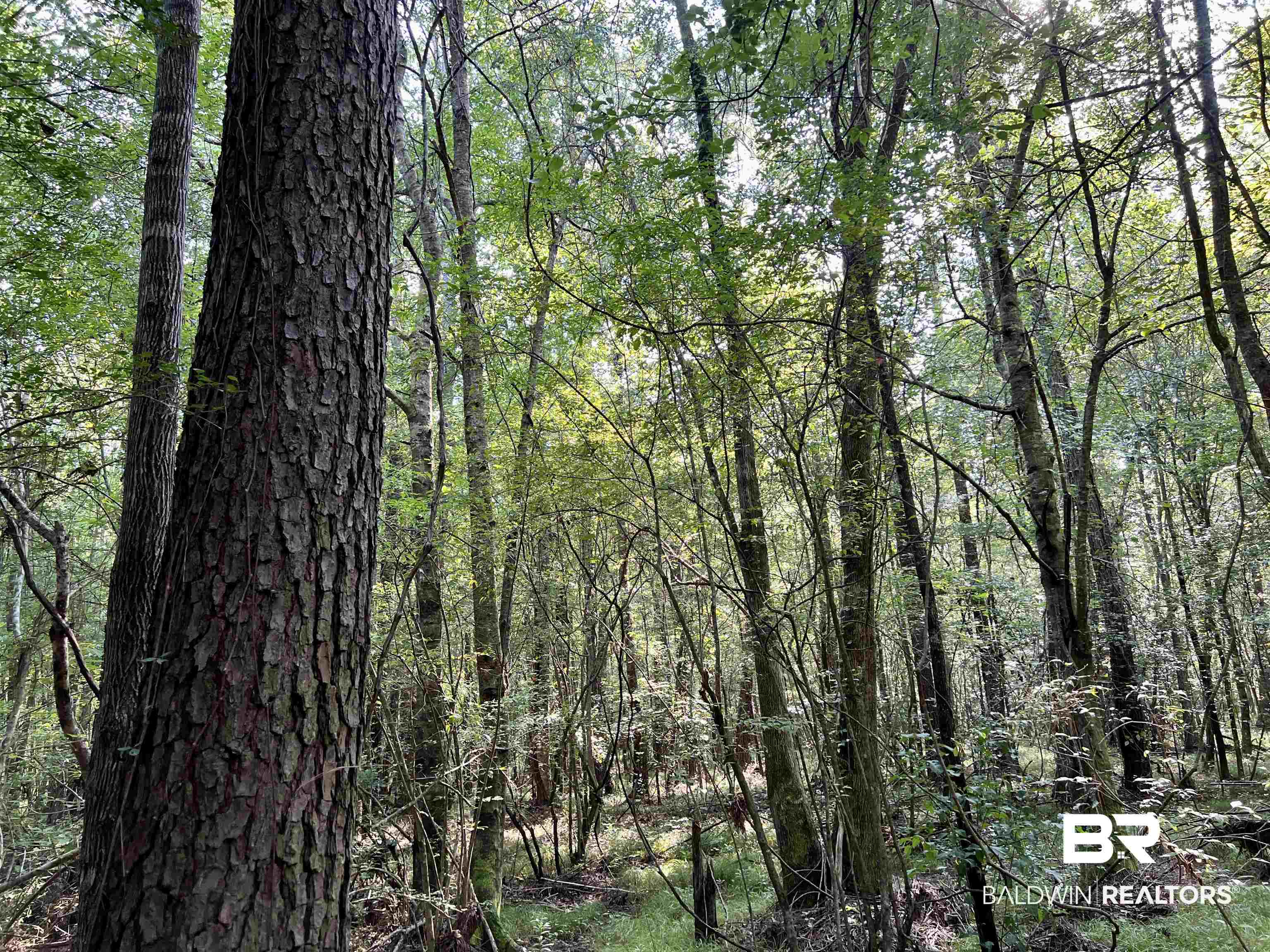 0 County Road 11 Repton, AL 36475 - Photo 21 of 34