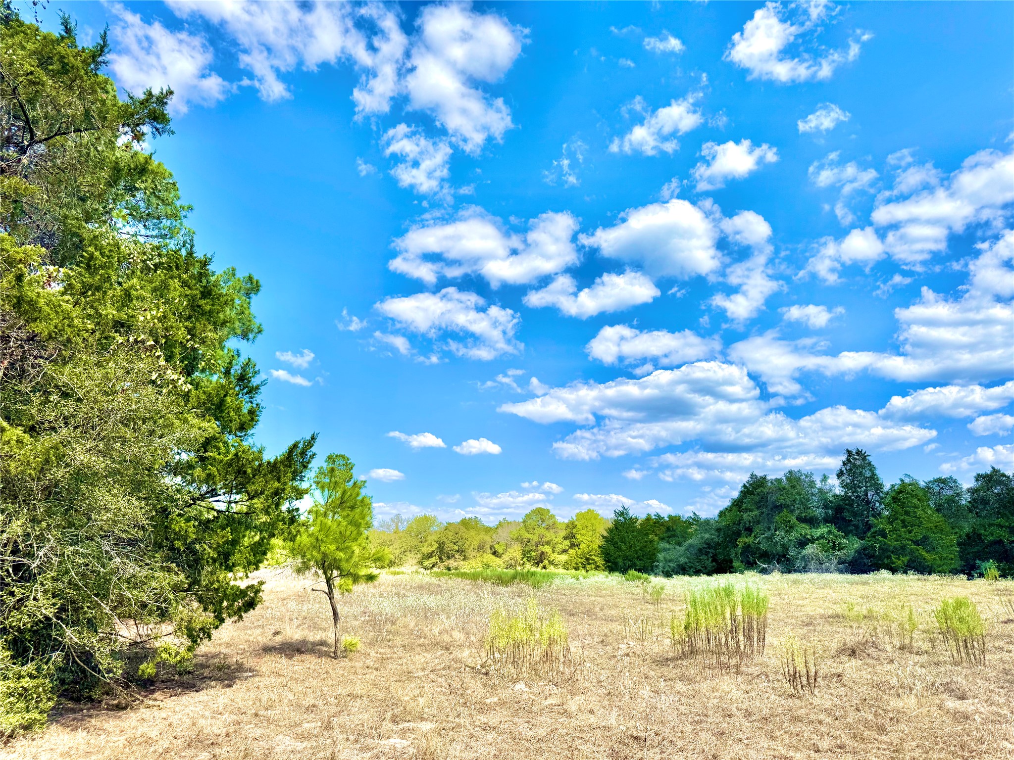 a view of the garden