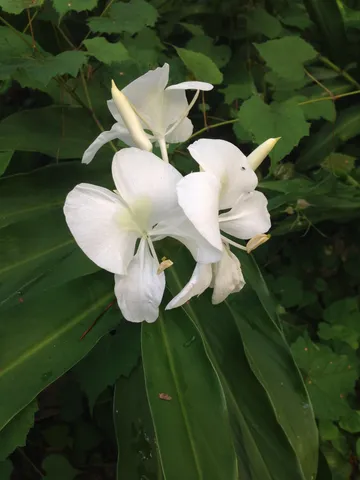 $380,000 | 240 Sturgeon Drive, Tallahassee, FL 32312