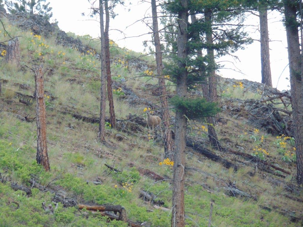 27235 Lazy Springs Road Clinton, MT 59825 - Photo 93 of 94 Gallery Image 93