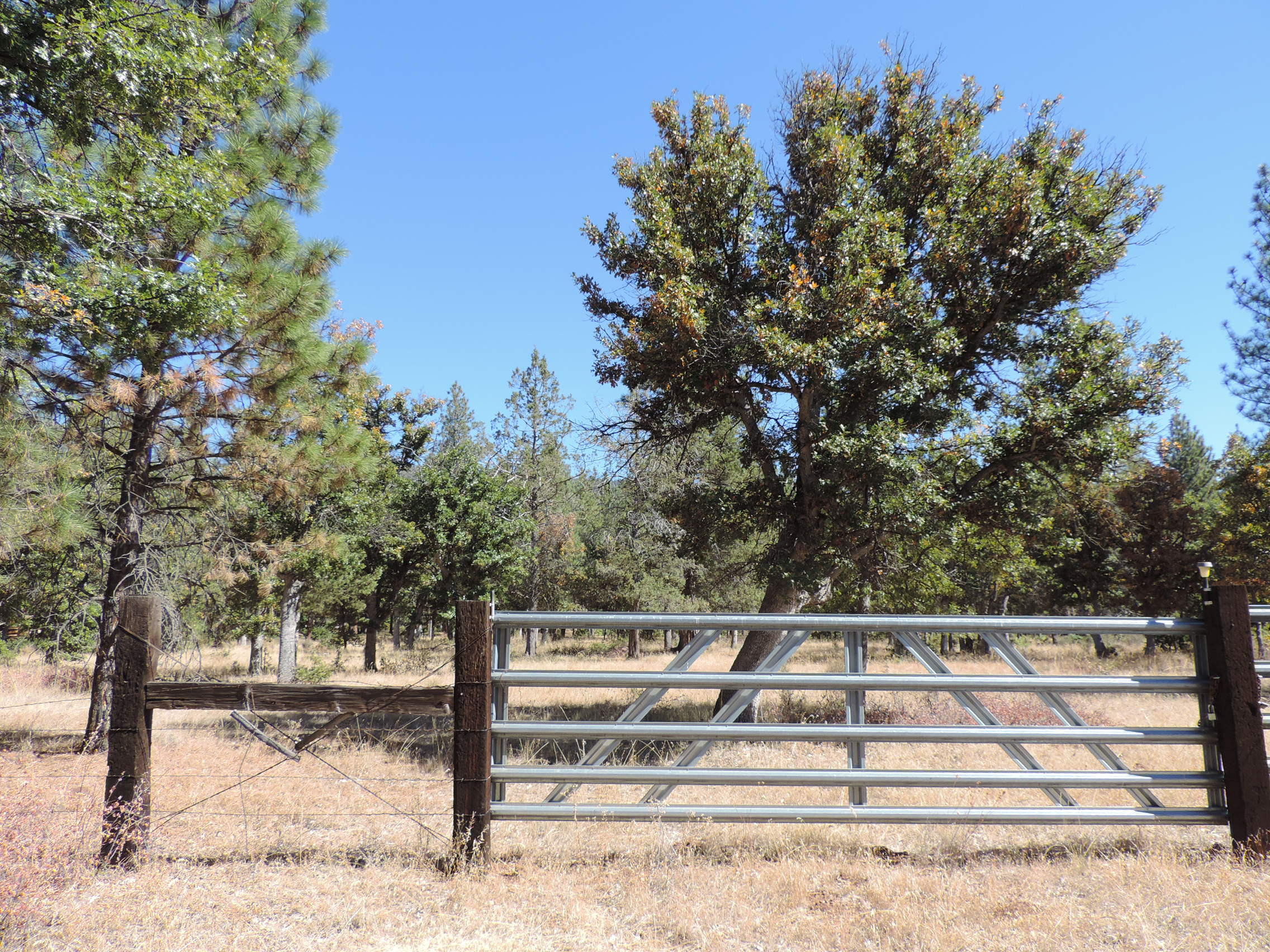 Lot 1 Jim Day Road McArthur, CA 96056 - Photo 1 of 15 a view of backyard with large trees
