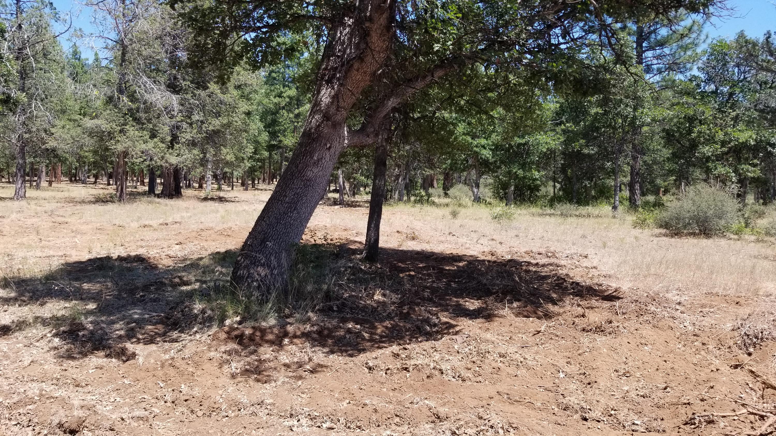 Lot 1 Jim Day Road McArthur, CA 96056 - Photo 11 of 15 a view of outdoor space with trees