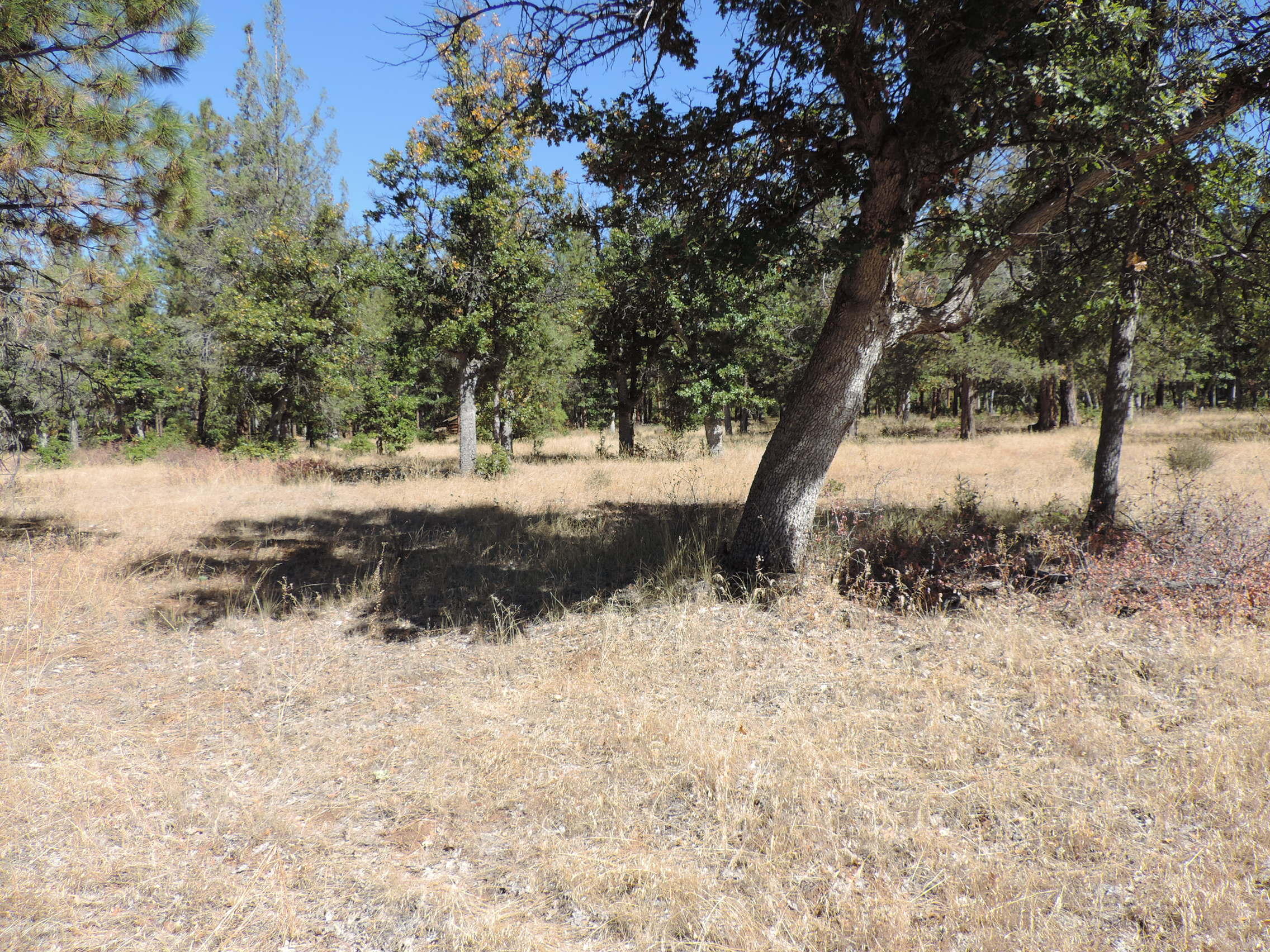 Lot 1 Jim Day Road McArthur, CA 96056 - Photo 2 of 15 a view of a yard with a tree
