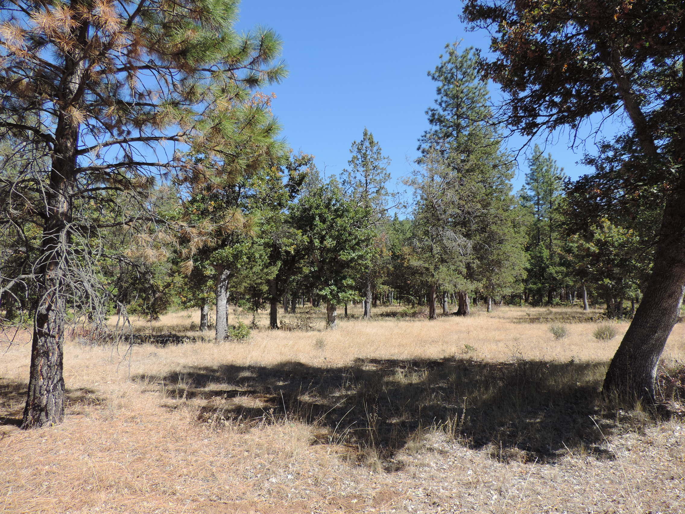 Lot 1 Jim Day Road McArthur, CA 96056 - Photo 3 of 15 a view of a yard covered with snow