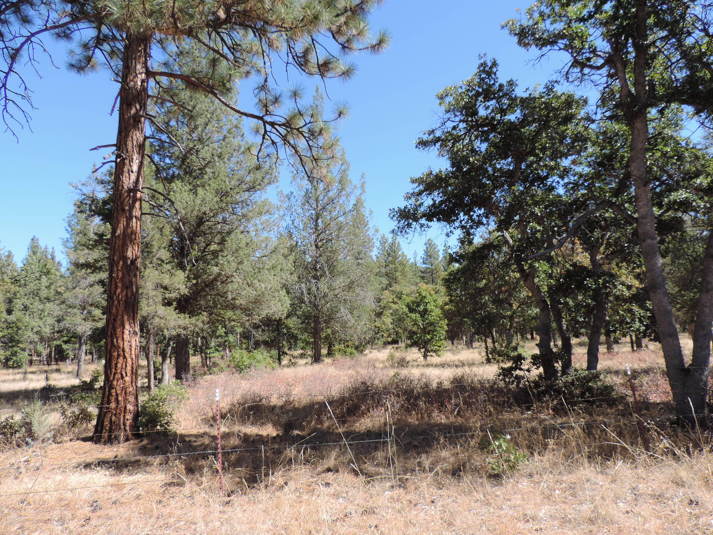 Lot 1 Jim Day Road McArthur, CA 96056 - Photo 6 of 15 a view of a forest covered with trees