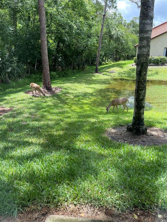 1801 East Lake Road South, Unit 3A Palm Harbor, FL 34685 - Photo 35 of 56 a view of a garden with a slide