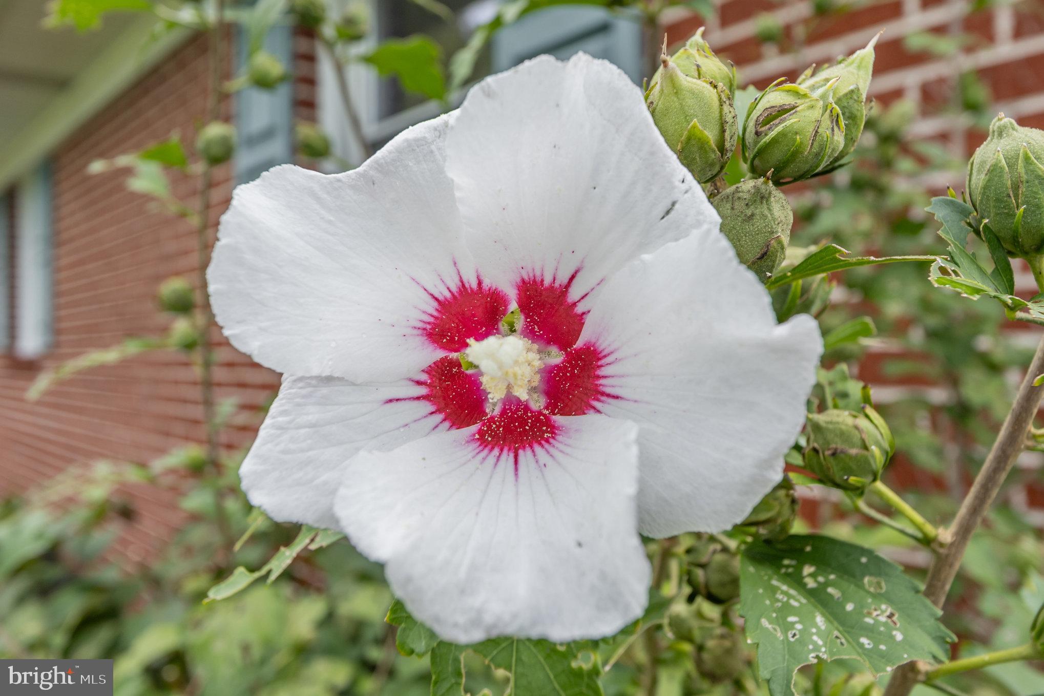 2507 Jerusalem Road Joppa, MD 21085 - Photo 39 of 50 a view of a flower in a yard