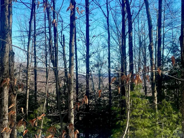 a view of trees