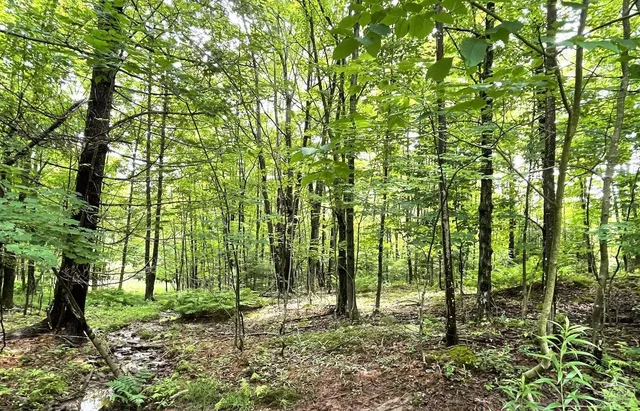 a backyard of a house with lots of plants and large trees