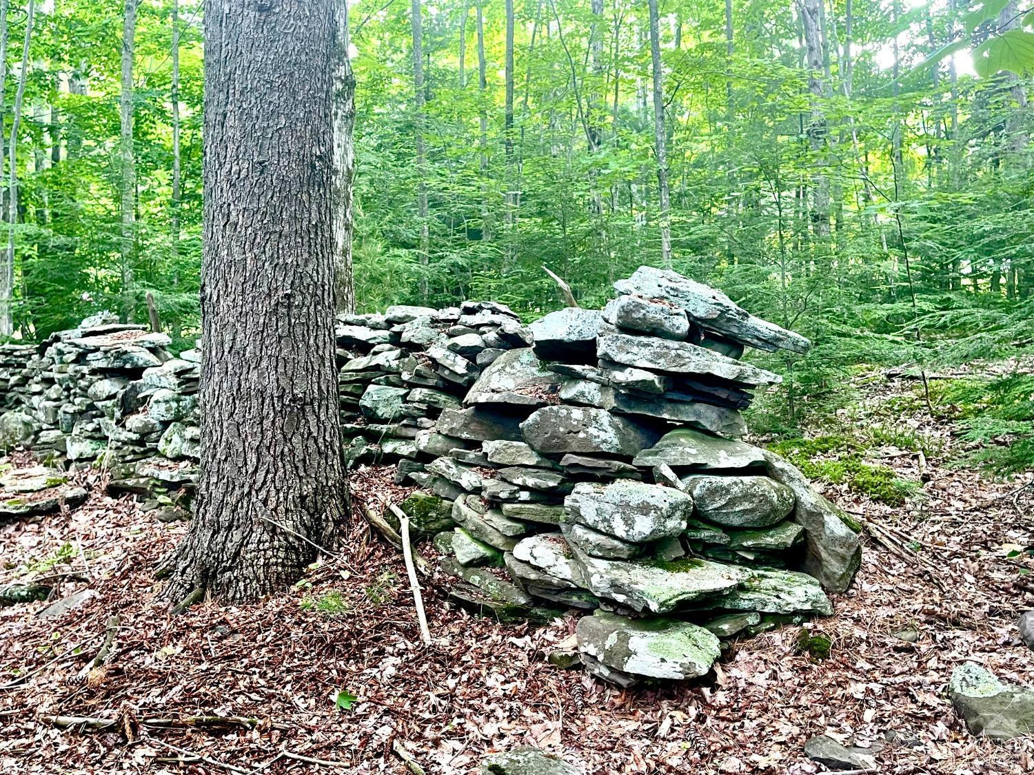 0 Tower Mountain Road Jewett, NY 12444 - Photo 9 of 12 a picture of trees
