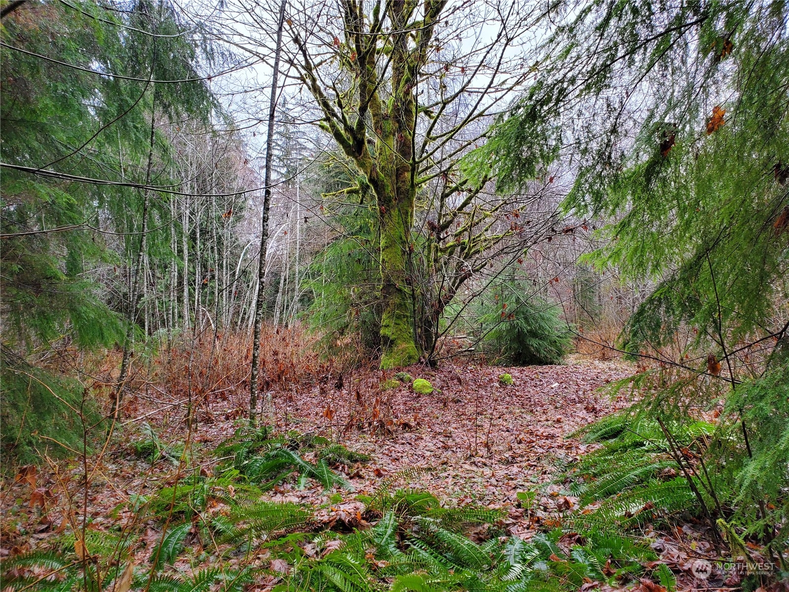 241 West Hatfield Road Elma, WA 98541 - Photo 1 of 33 Gallery Image 1