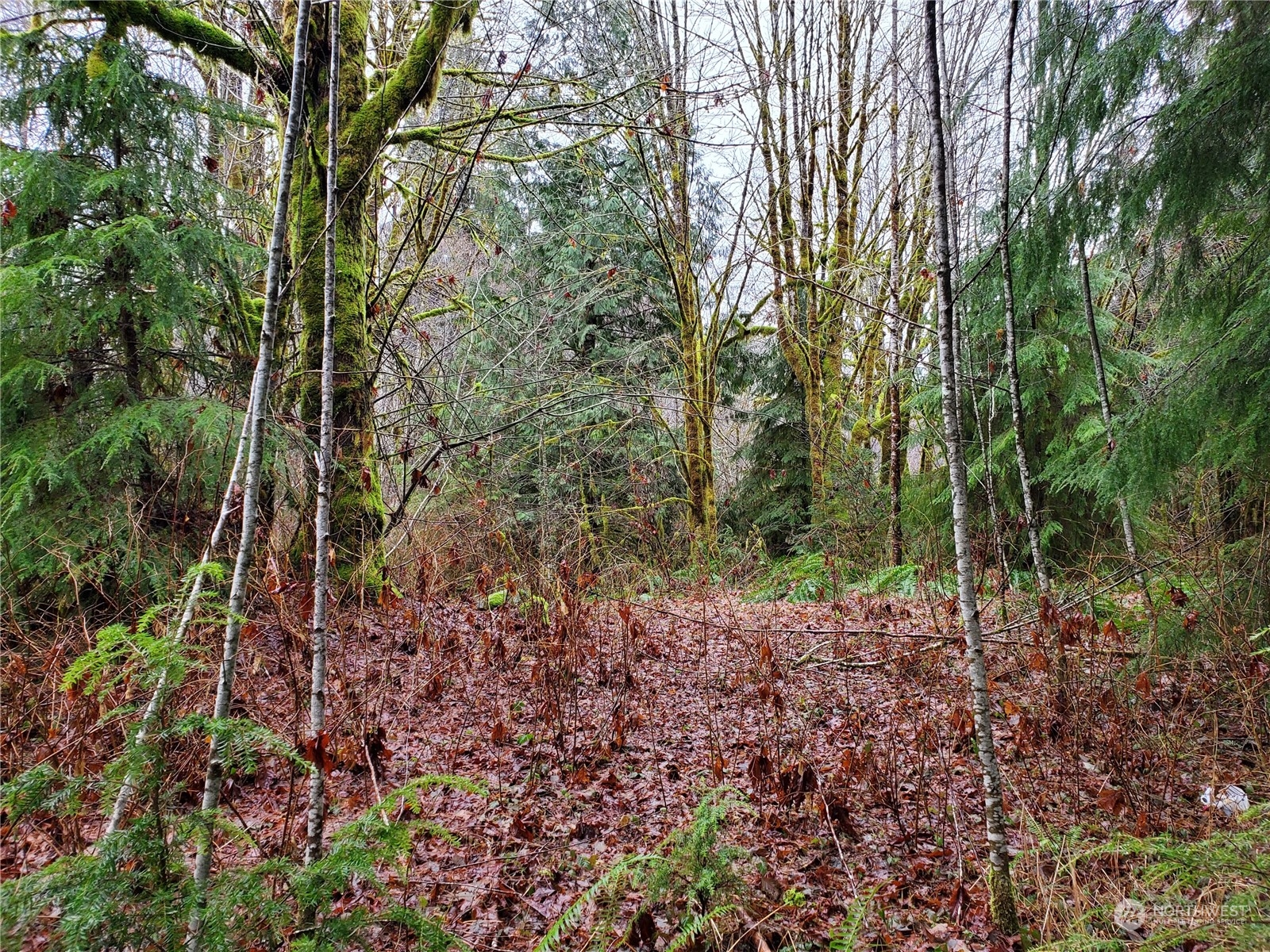 241 West Hatfield Road Elma, WA 98541 - Photo 11 of 33 Gallery Image 11