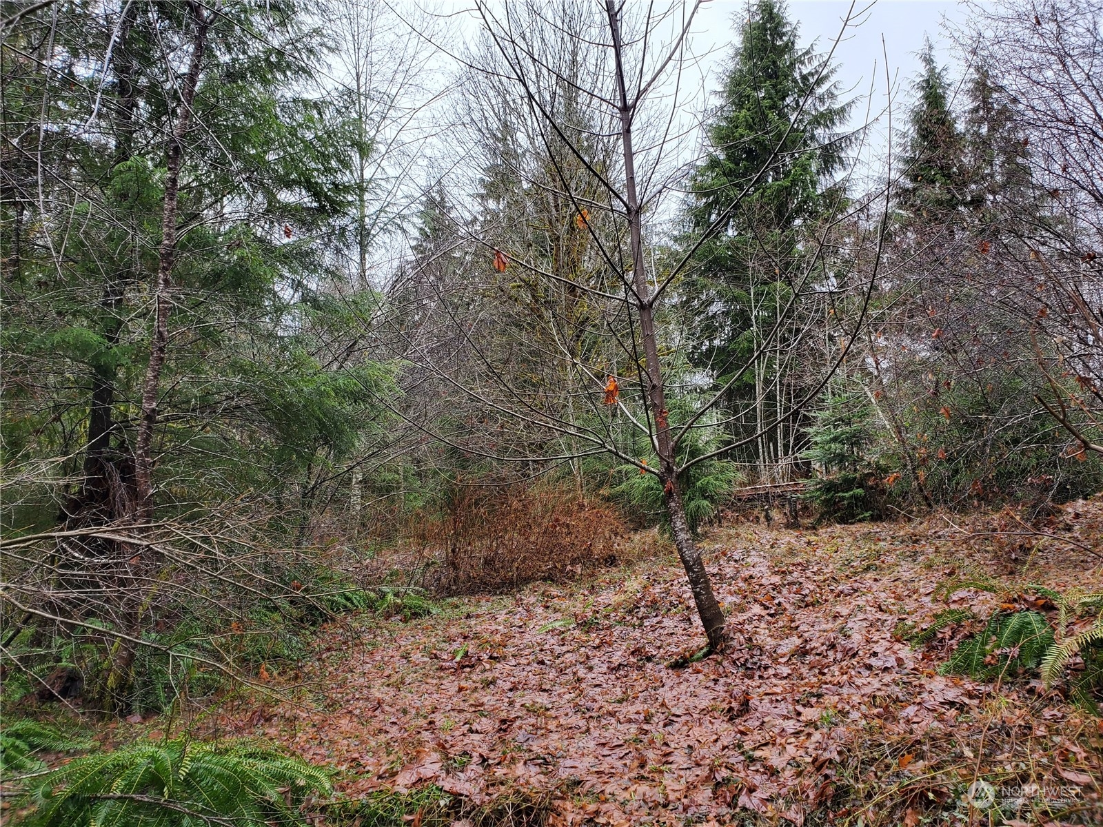 241 West Hatfield Road Elma, WA 98541 - Photo 14 of 33 Gallery Image 14