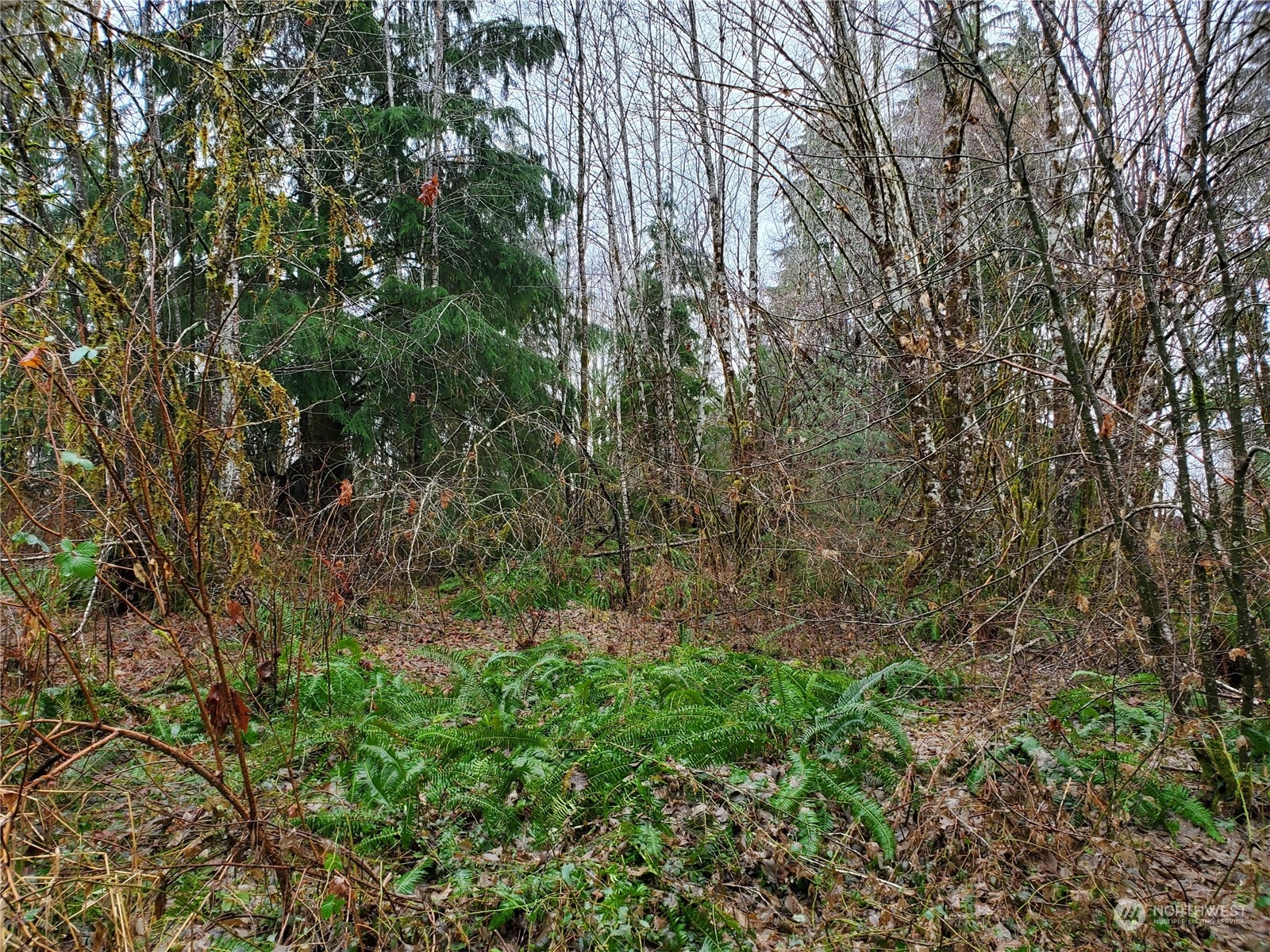 241 West Hatfield Road Elma, WA 98541 - Photo 15 of 33 Gallery Image 15