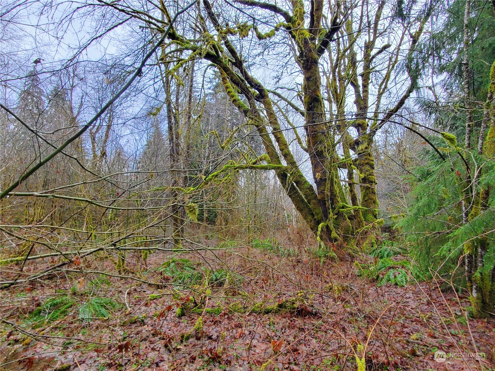 241 West Hatfield Road Elma, WA 98541 - Photo 16 of 33 Gallery Image 16