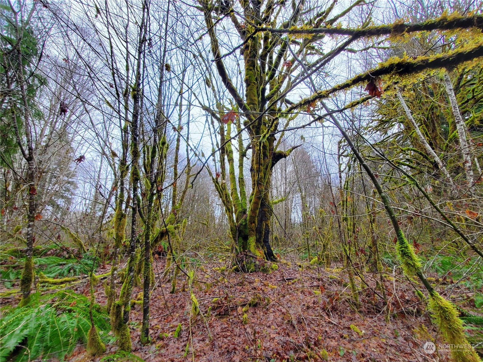 241 West Hatfield Road Elma, WA 98541 - Photo 17 of 33 Gallery Image 17