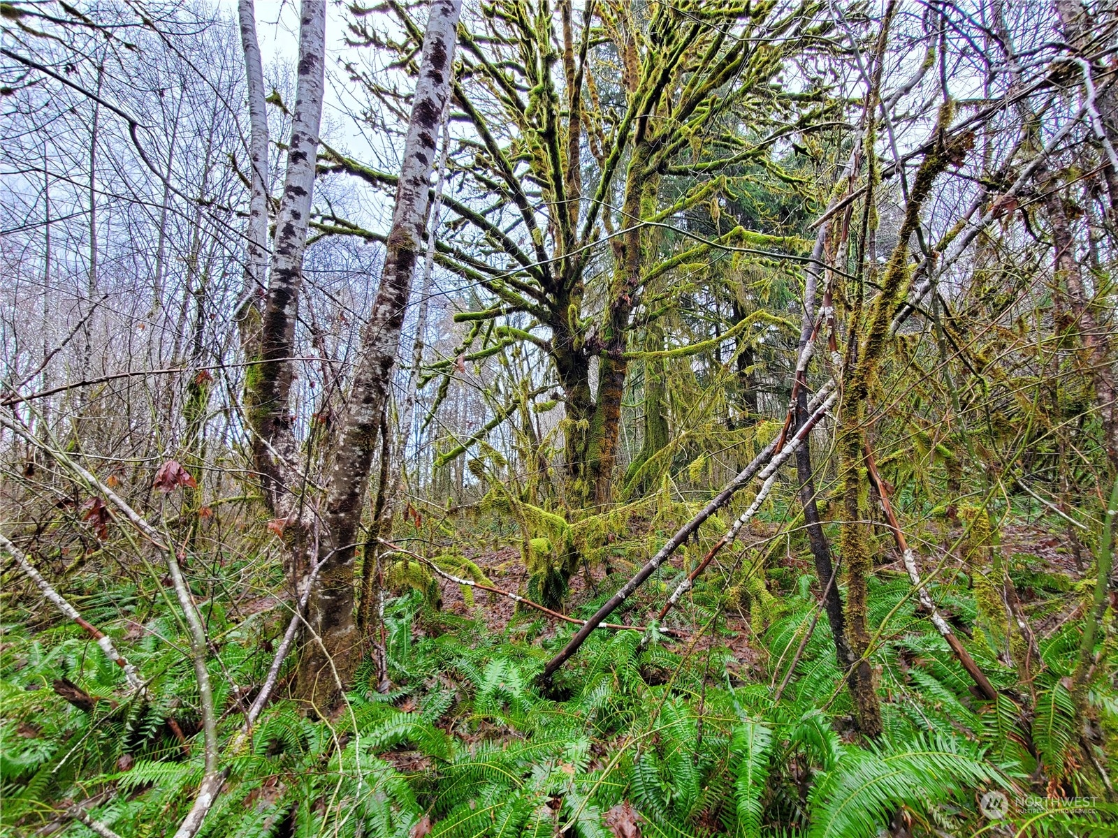 241 West Hatfield Road Elma, WA 98541 - Photo 18 of 33 Gallery Image 18