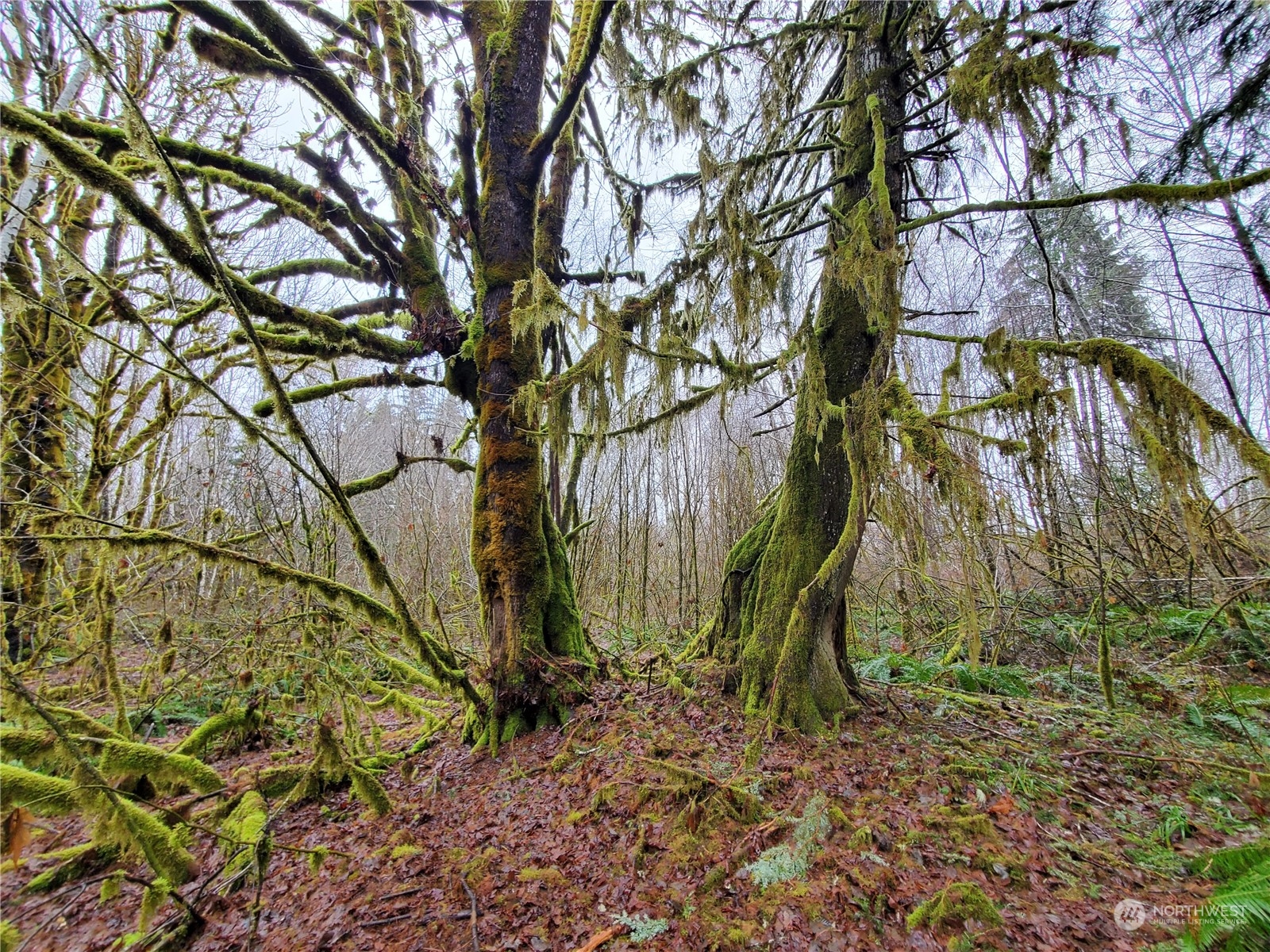 241 West Hatfield Road Elma, WA 98541 - Photo 21 of 33 Gallery Image 21