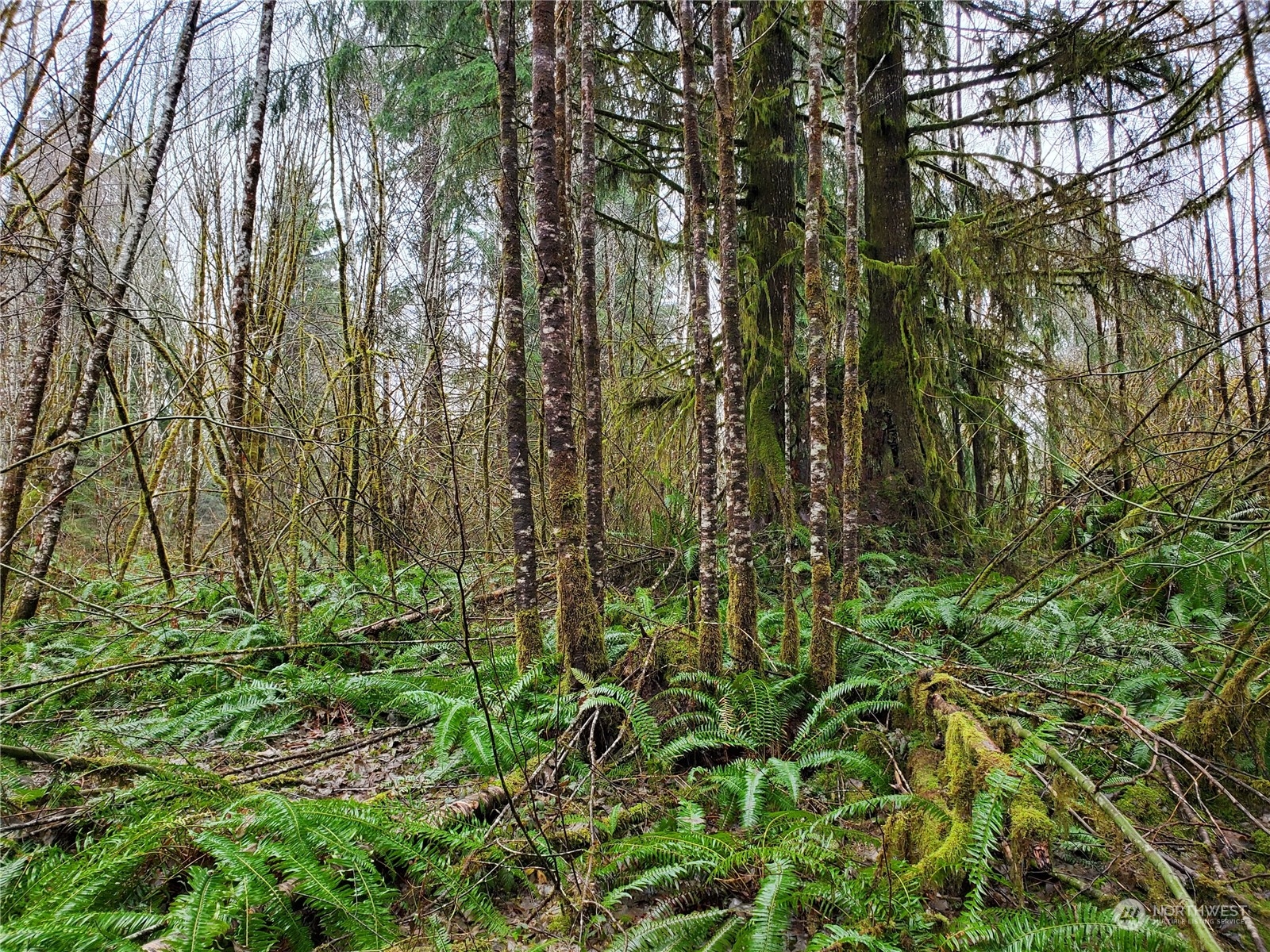 241 West Hatfield Road Elma, WA 98541 - Photo 25 of 33 Gallery Image 25