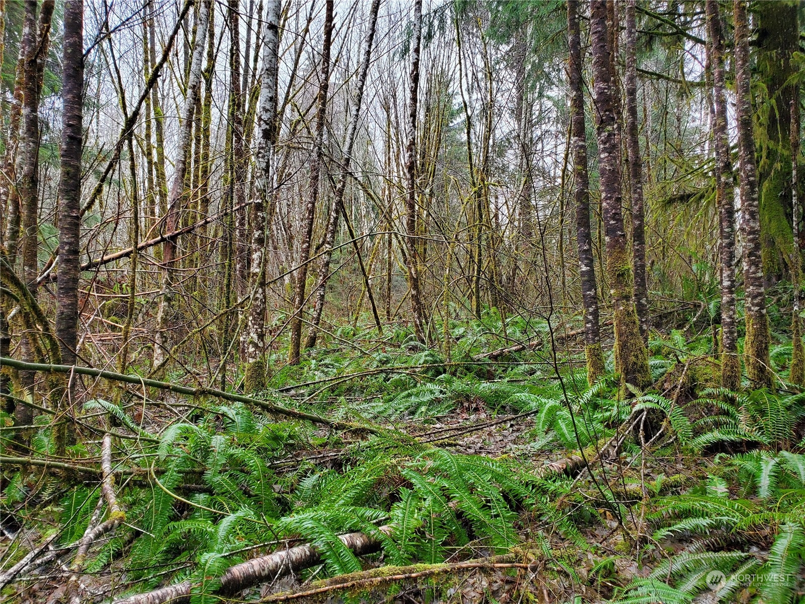 241 West Hatfield Road Elma, WA 98541 - Photo 26 of 33 Gallery Image 26
