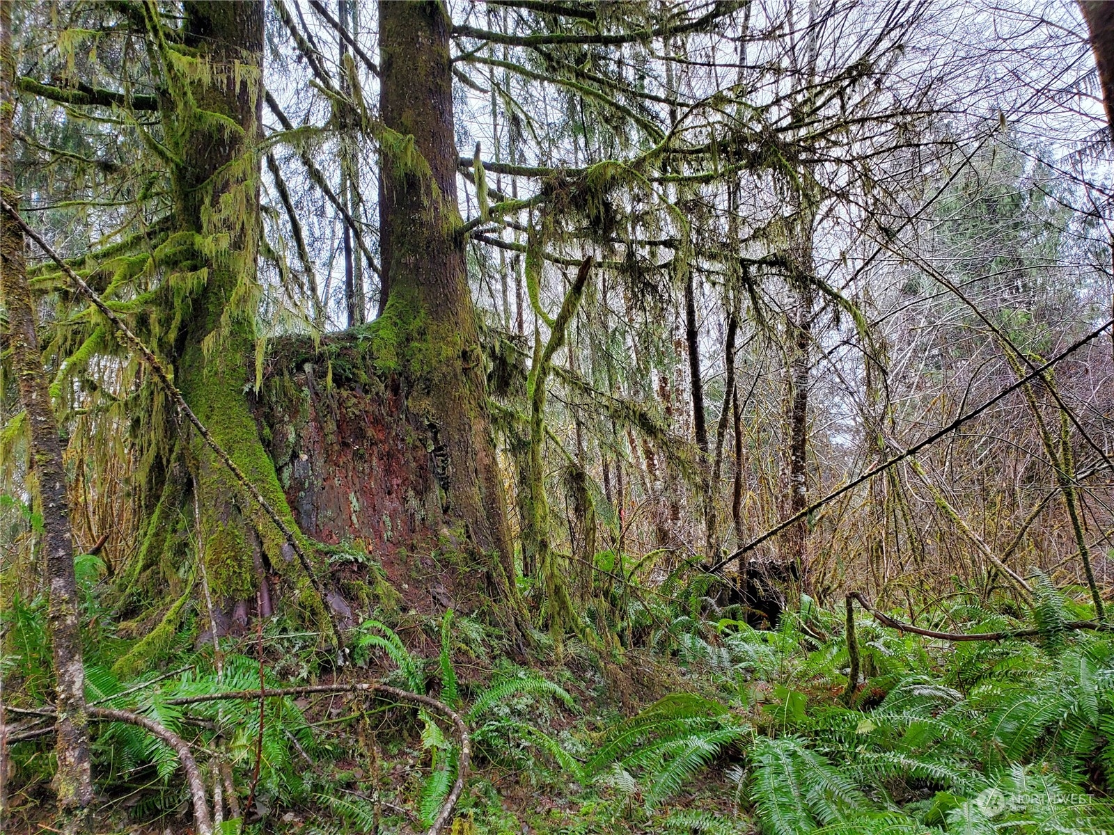 241 West Hatfield Road Elma, WA 98541 - Photo 27 of 33 Gallery Image 27