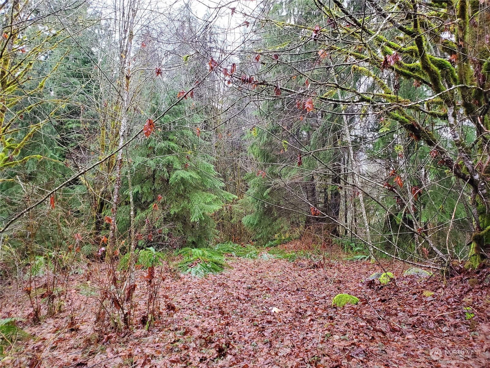241 West Hatfield Road Elma, WA 98541 - Photo 3 of 33 Gallery Image 3