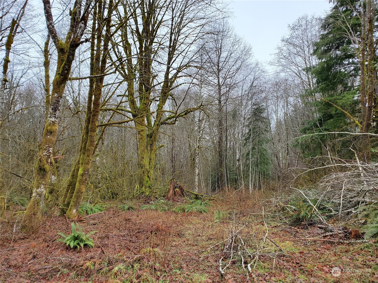 241 West Hatfield Road Elma, WA 98541 - Photo 33 of 33 Gallery Image 33