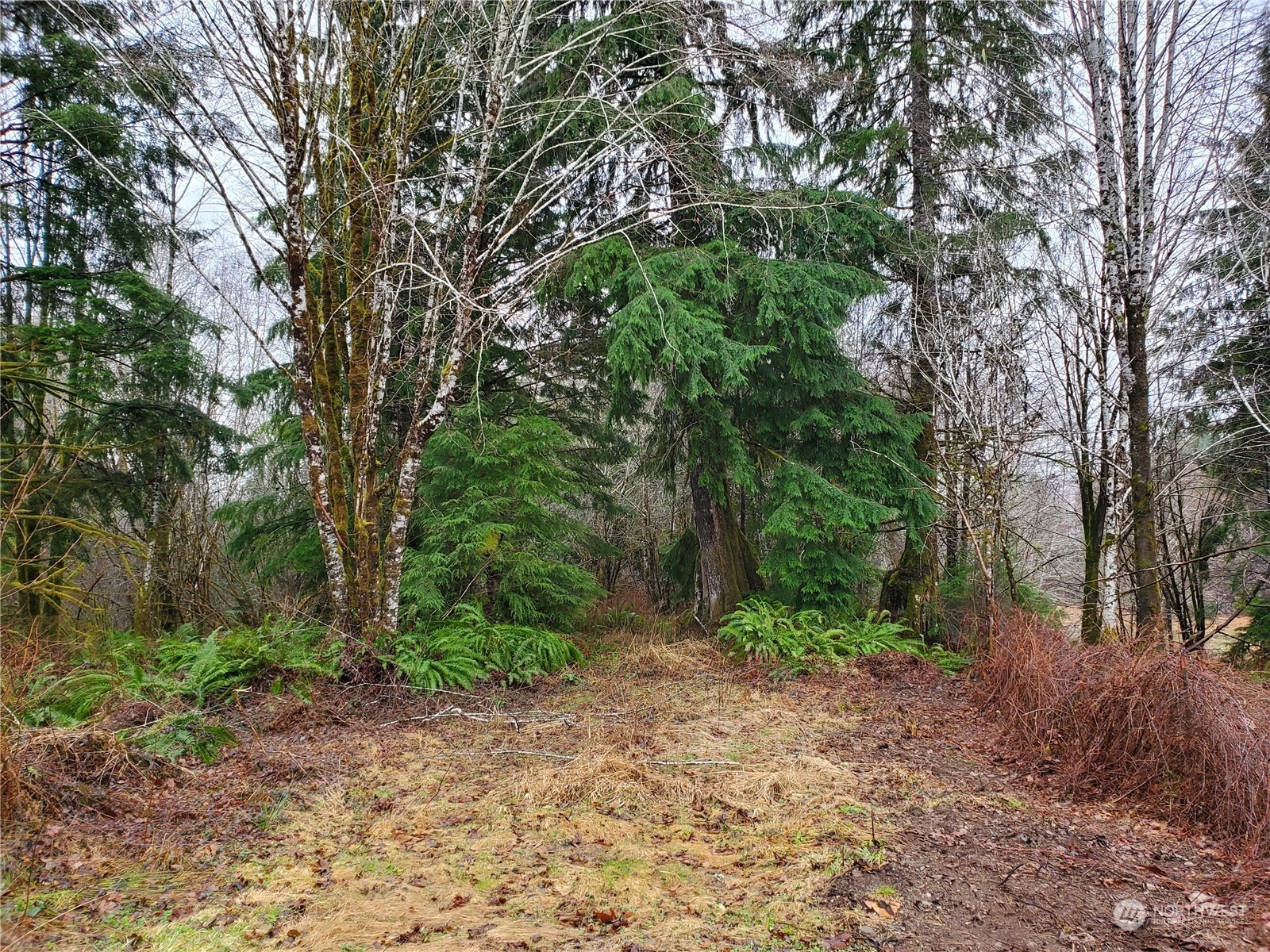 241 West Hatfield Road Elma, WA 98541 - Photo 5 of 33 Gallery Image 5