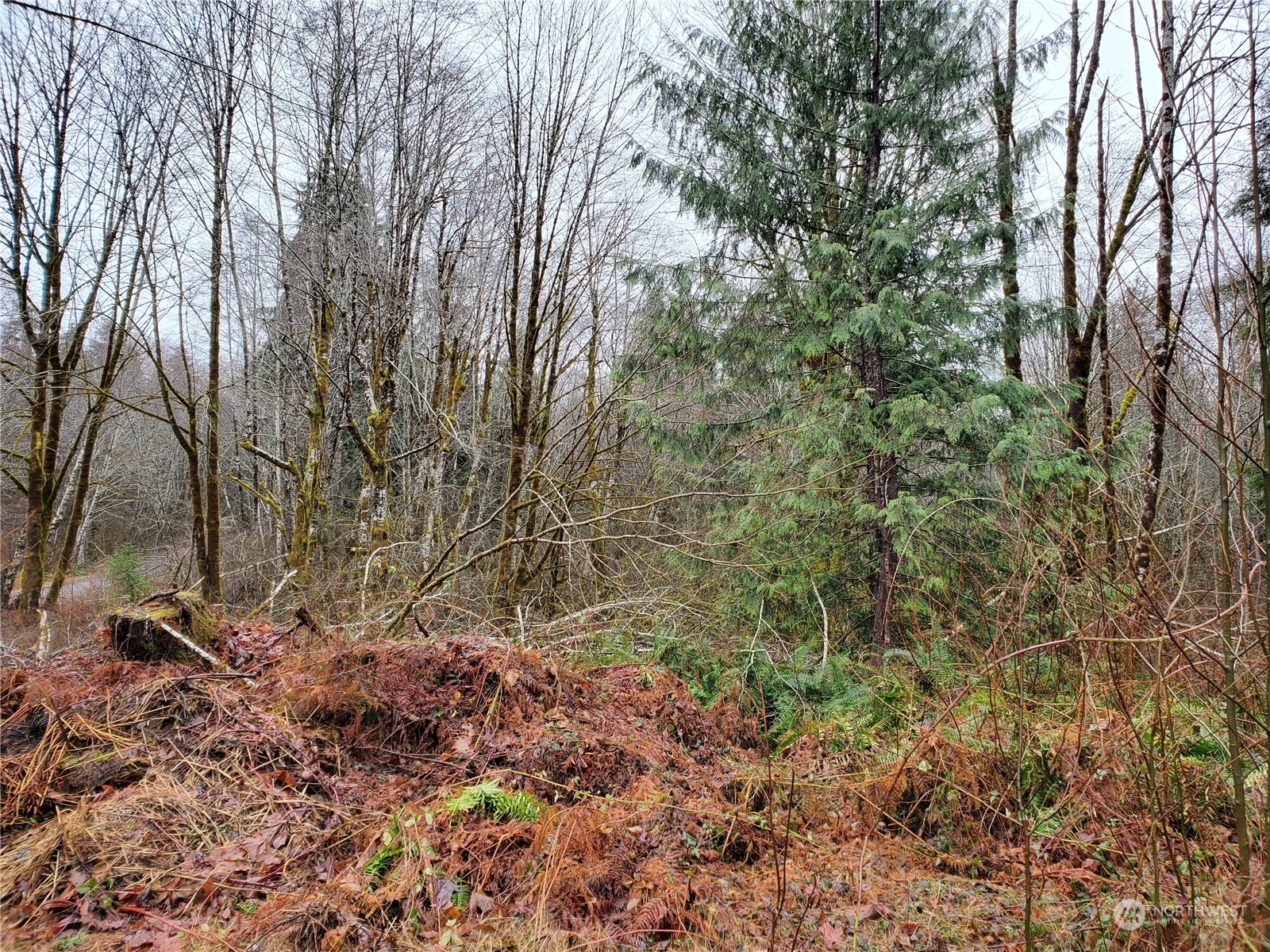 241 West Hatfield Road Elma, WA 98541 - Photo 6 of 33 Gallery Image 6