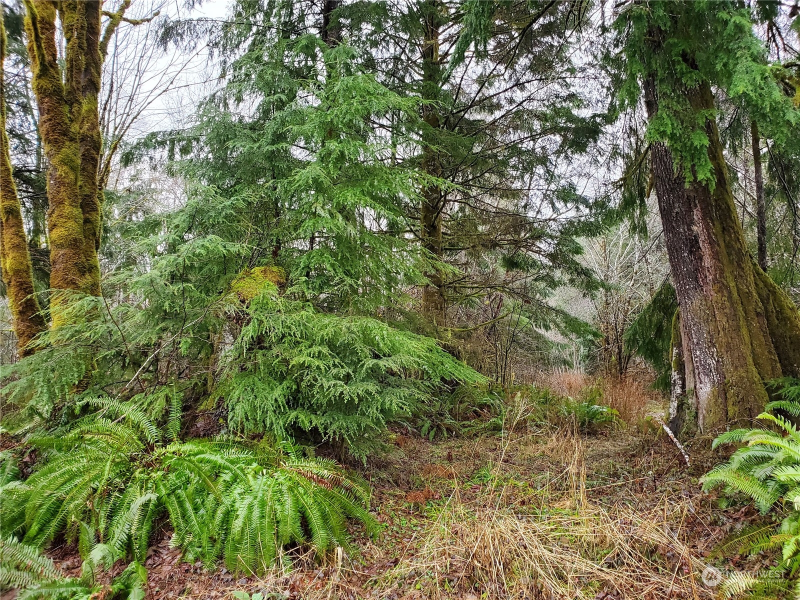 241 West Hatfield Road Elma, WA 98541 - Photo 7 of 33 Gallery Image 7