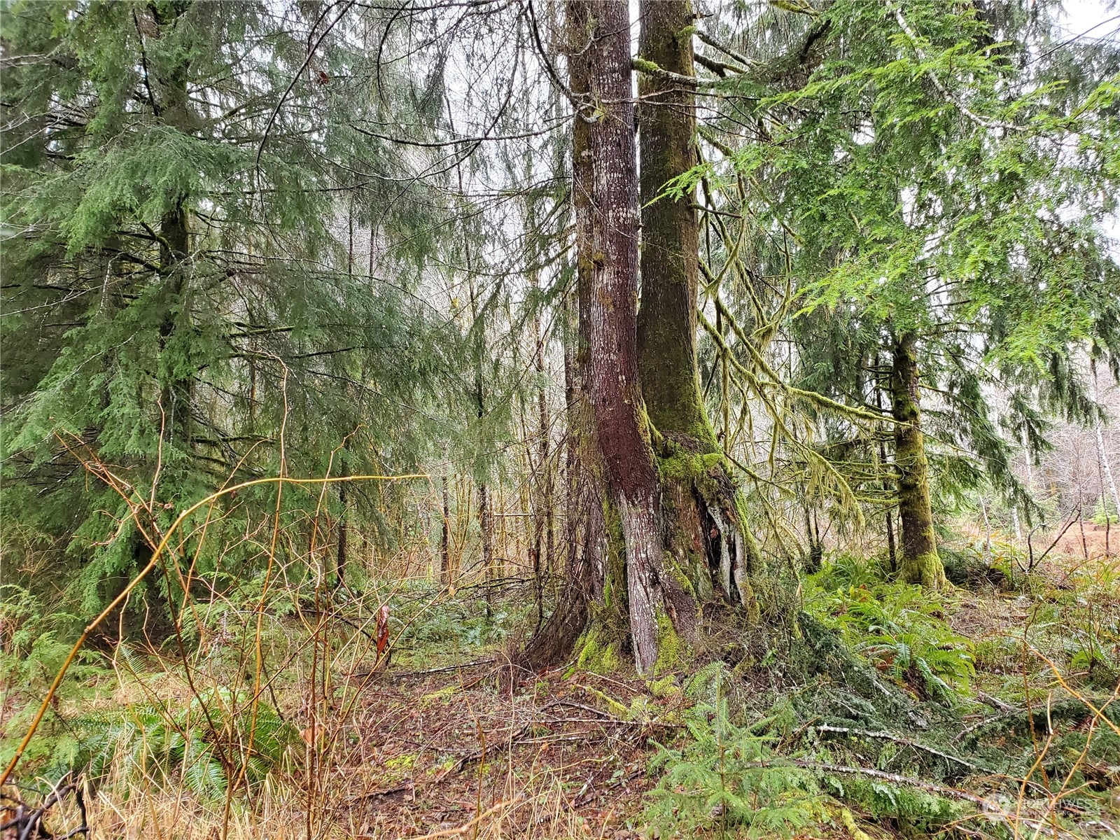 241 West Hatfield Road Elma, WA 98541 - Photo 10 of 33 Gallery Image 10