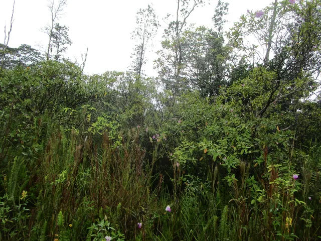 $75,000 | 14 34th Avenue, Keaau, HI 96749