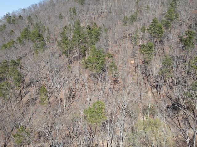 1135 Embry Court Ranger, GA 30734 - Photo 6 of 8 a view of a forest with trees in the background