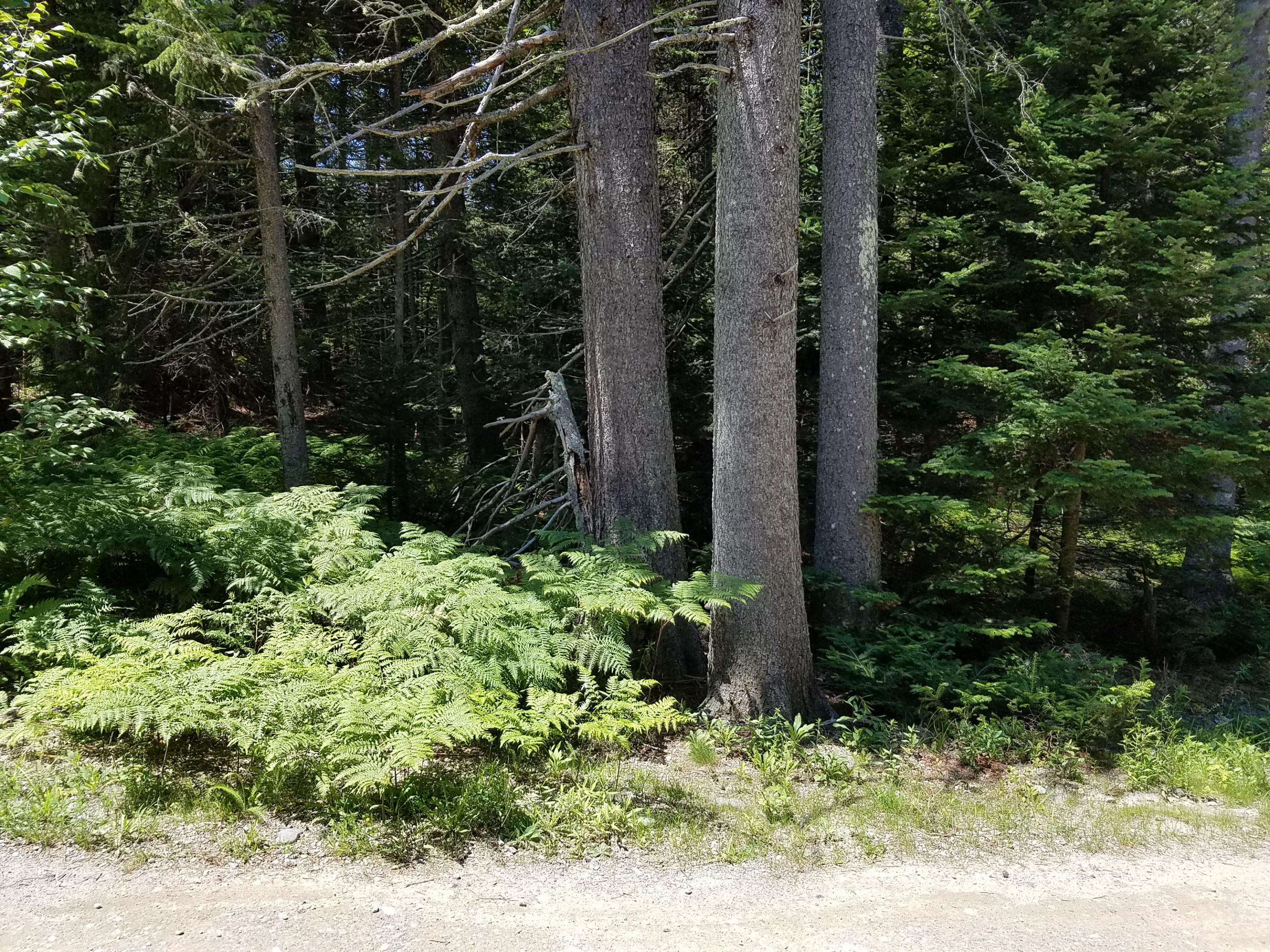 Xx South Deer Isle Road Deer Isle, ME 04627 - Photo 1 of 4 20170719_125036