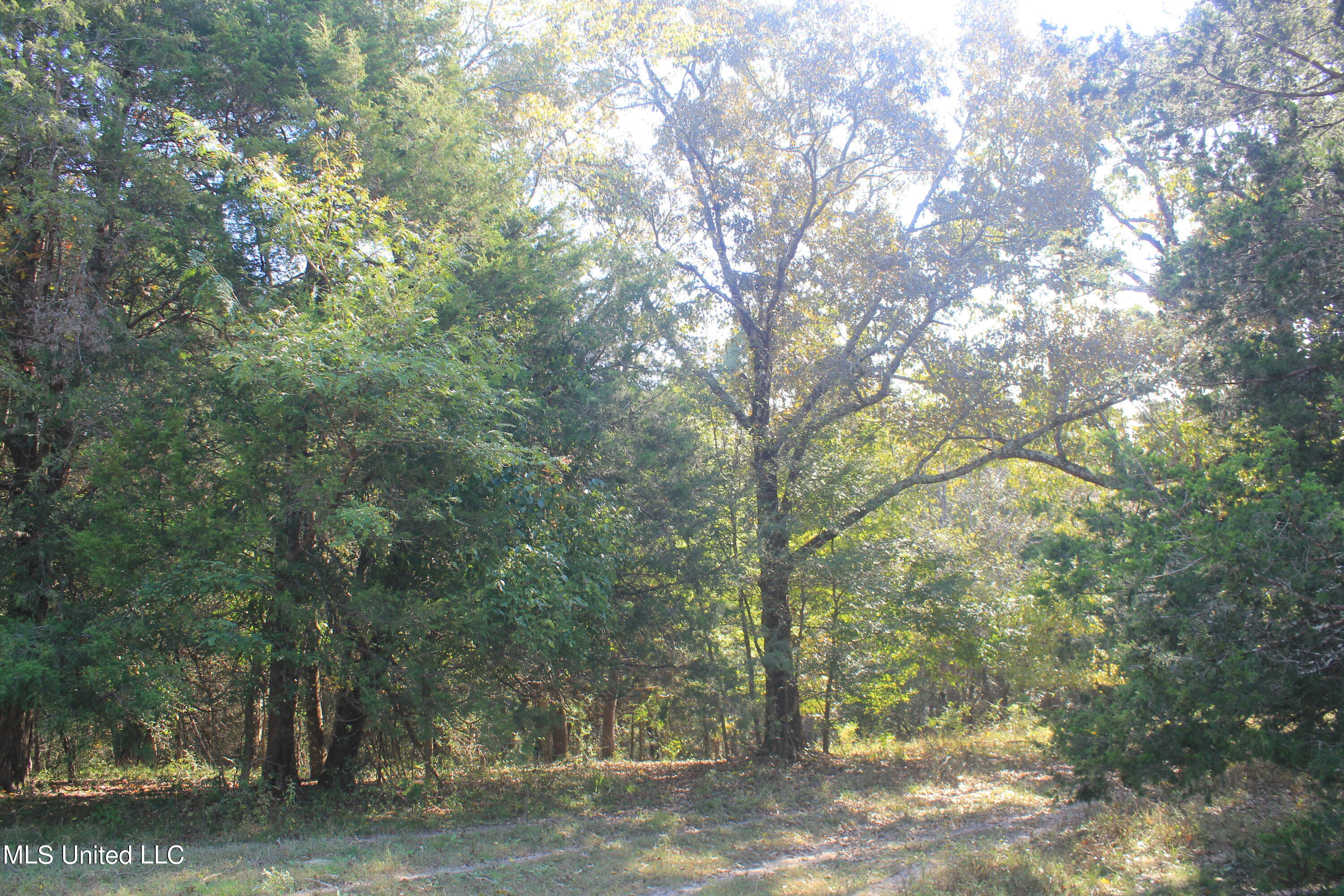 1651 Bethlehem Road Waterford, MS 38685 - Photo 26 of 40 IMG_7650