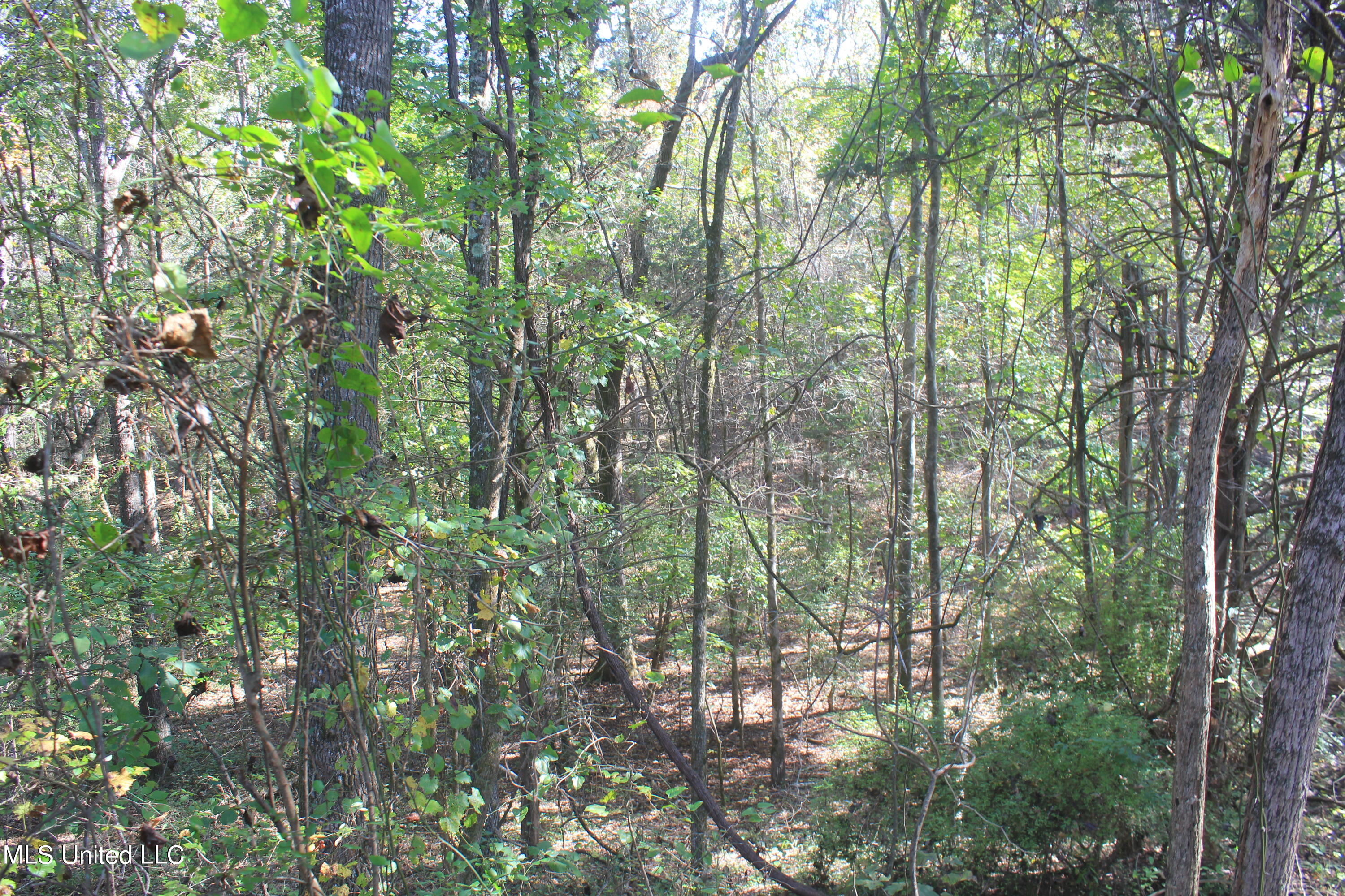 1651 Bethlehem Road Waterford, MS 38685 - Photo 37 of 40 IMG_7661