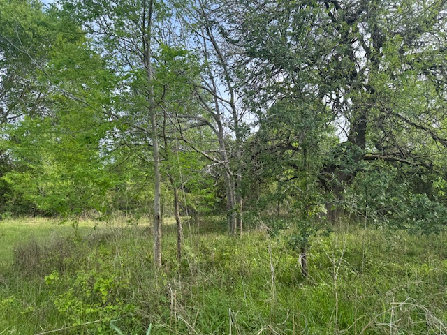 25230 Lake Ridge Navasota, TX 77868 - Photo 4 of 21