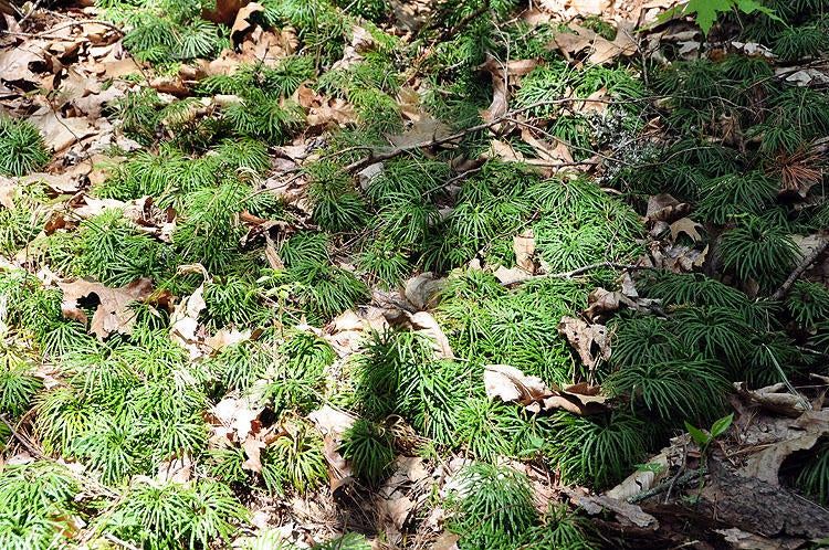 100 Baker Mountain Road Union, WV 24983 - Photo 21 of 52 Gallery Image 21