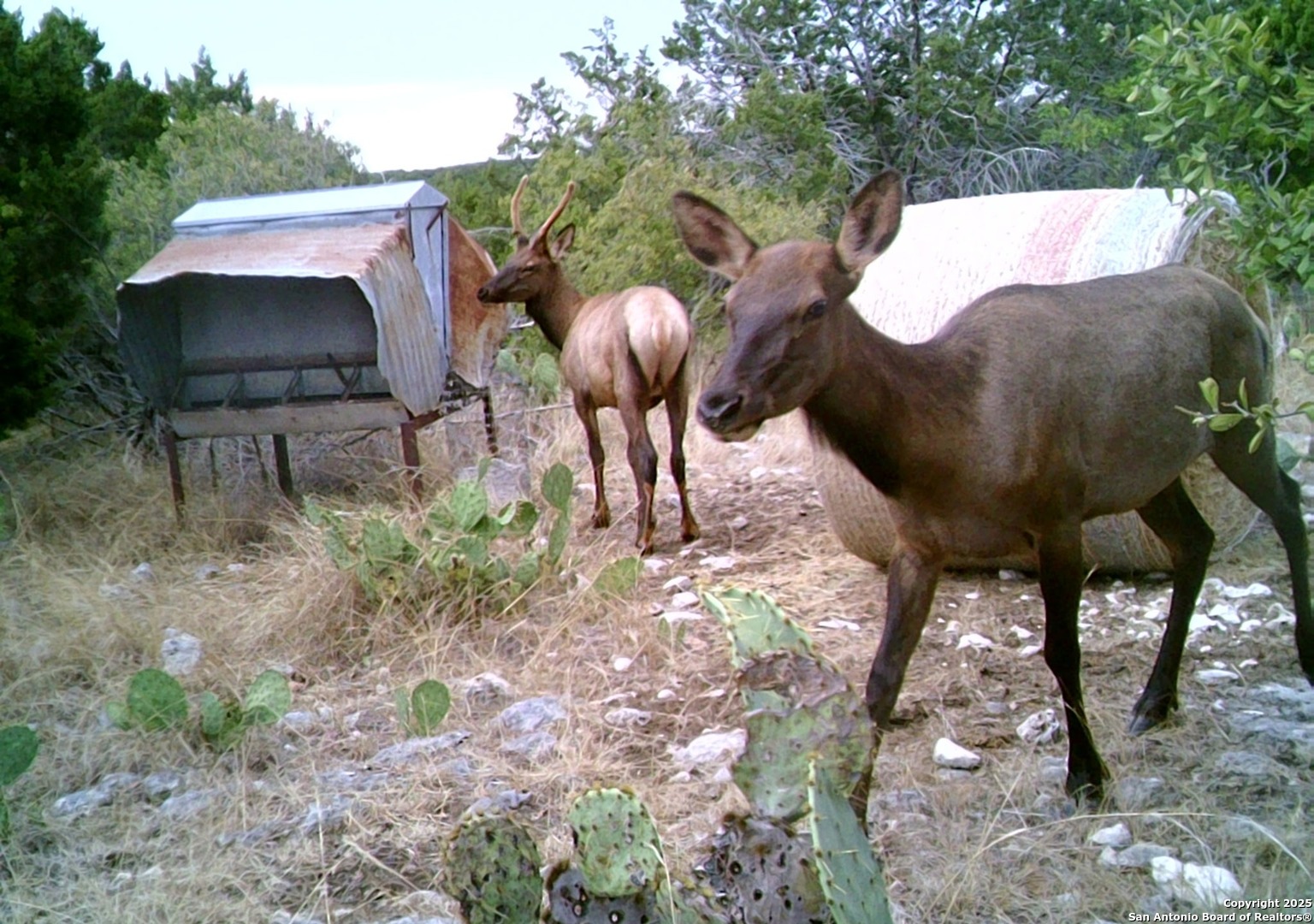 14910 Bullhead Road Barksdale, TX 78880 - Photo 39 of 50 a view of a yard in front of the house