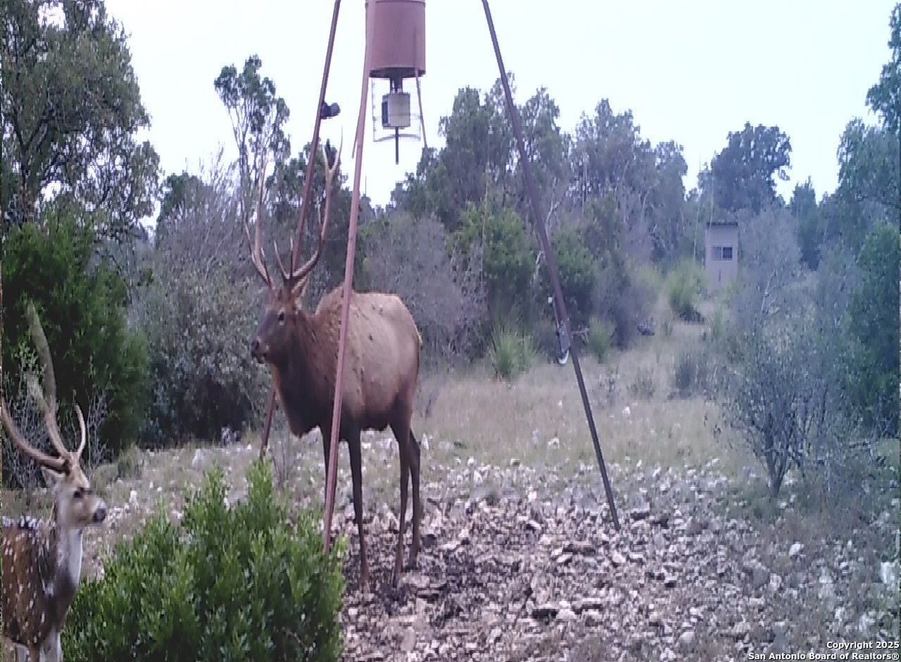 14910 Bullhead Road Barksdale, TX 78880 - Photo 40 of 50 a view of a outdoor space