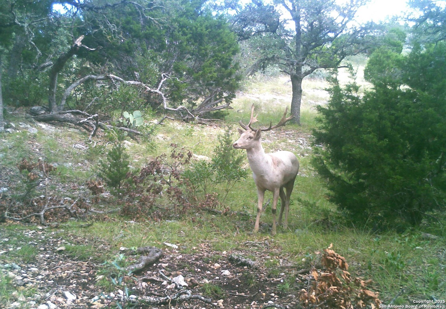 14910 Bullhead Road Barksdale, TX 78880 - Photo 41 of 50 a view of a fire pit in a forest