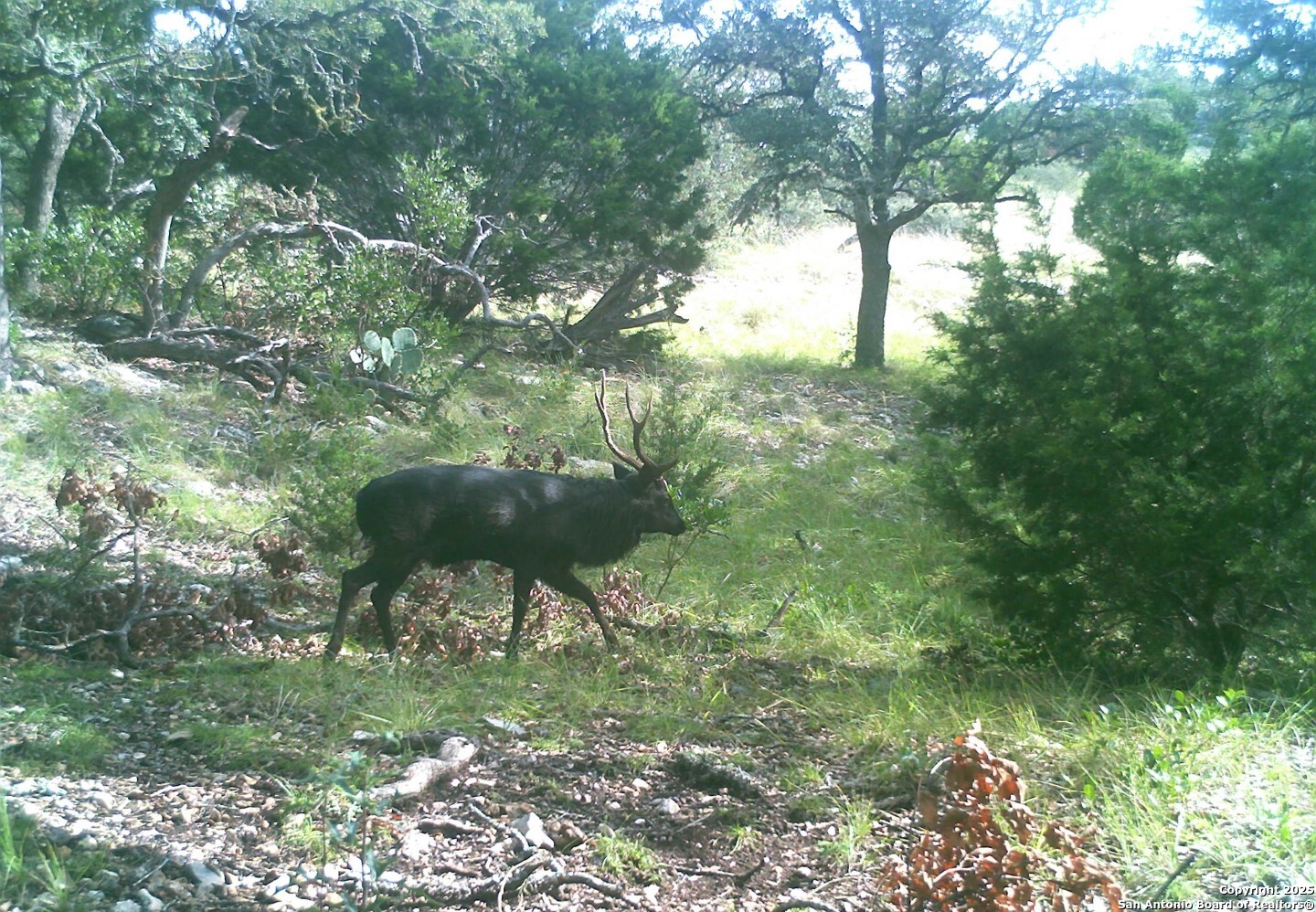 14910 Bullhead Road Barksdale, TX 78880 - Photo 42 of 50 a backyard of a house with table and chairs